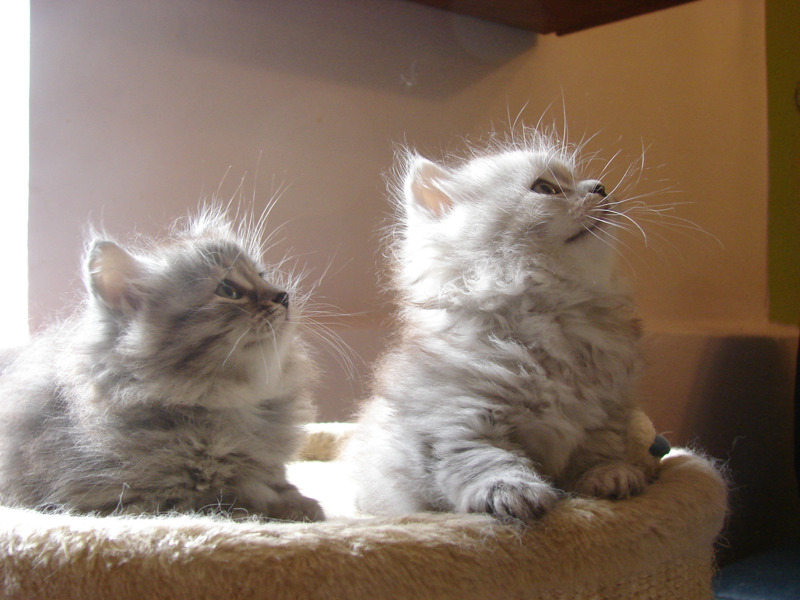 deux chatons sibériens silver - Les Tsars de Foncourt