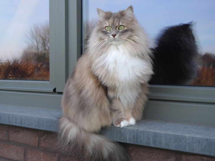 chat sibérien classique - Les Tsars de Foncourt