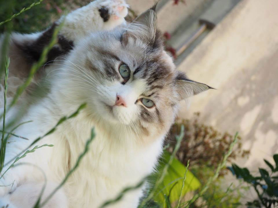 chat sibérien Les Tsars de Foncourt