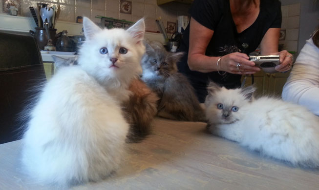 chatons sibériens les Tsars de Foncourt