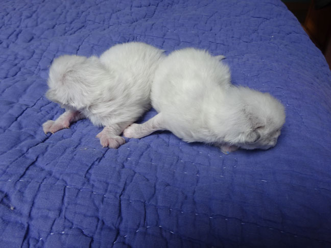 chatons sibériens Les Tsars de Foncourt