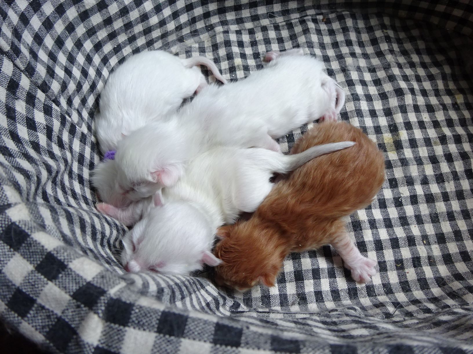 chatons sibériens Les Tsars de Foncourt