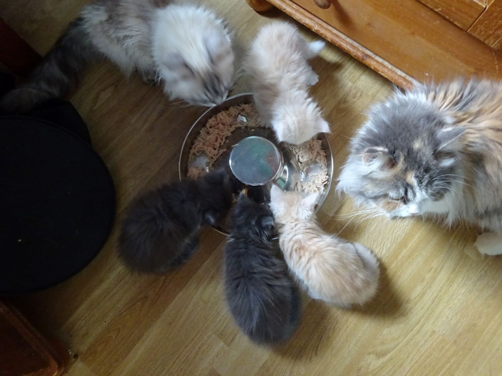 chatons sibériens traditionnels - les Tsars de Foncourt 