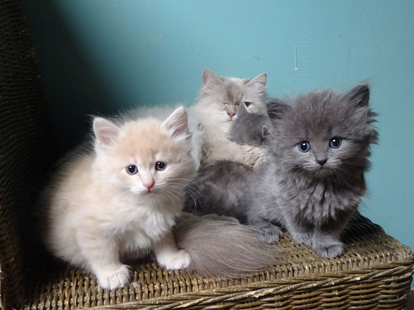 chatons sibériens traditionnels - les Tsars de Foncourt 