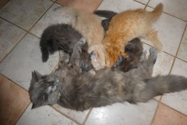 chatons sibériens traditionnels - les Tsars de Foncourt 