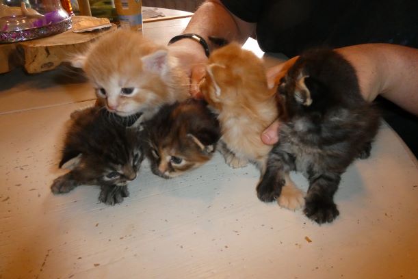 chatons sibériens traditionnels - les Tsars de Foncourt 