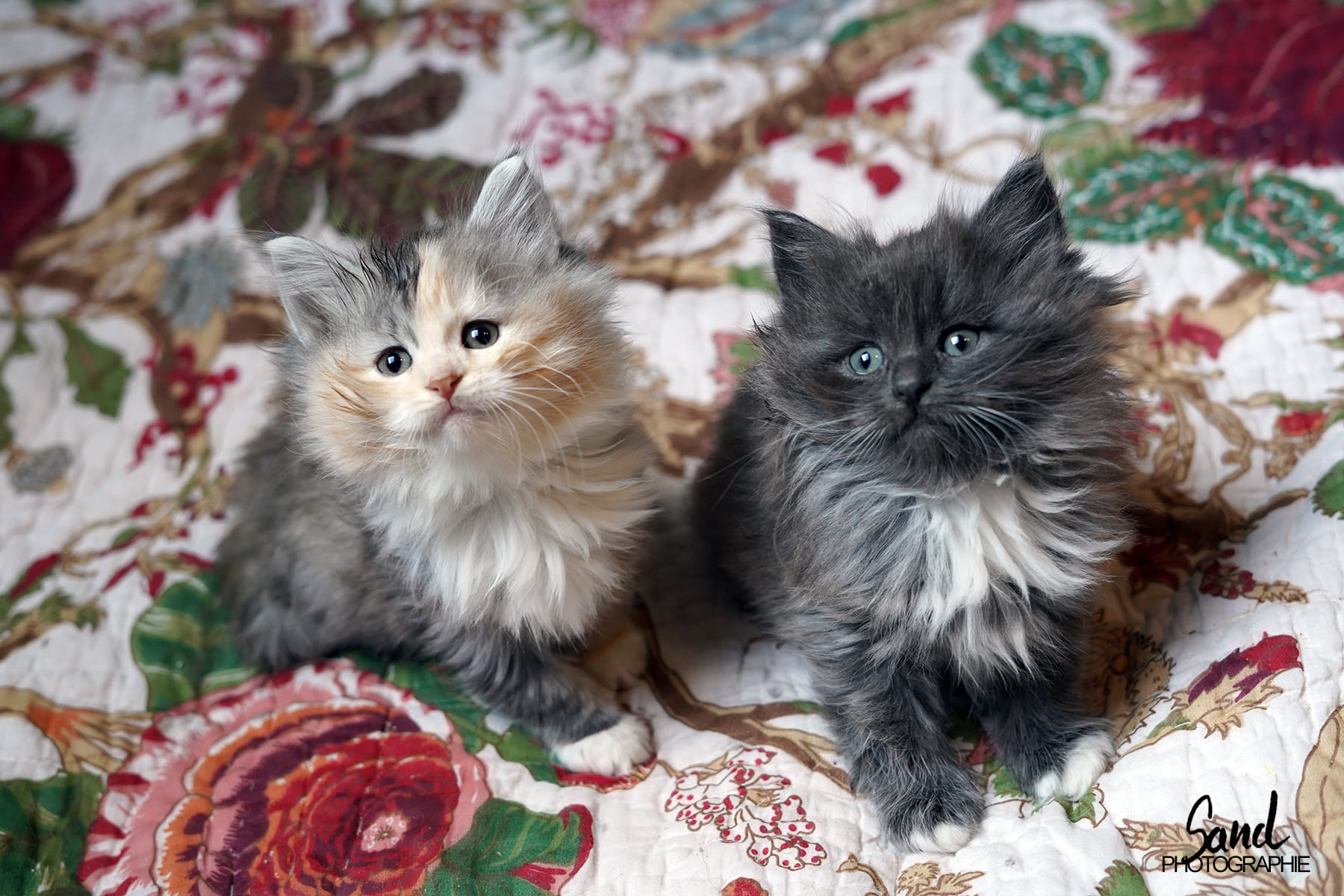 chatons sibériens traditionnels - les Tsars de Foncourt 