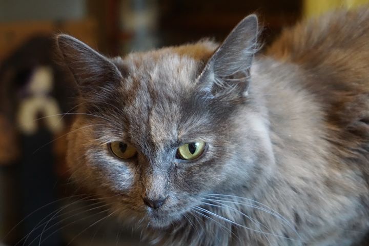 chats sibériens - les Tsars de Foncourt 