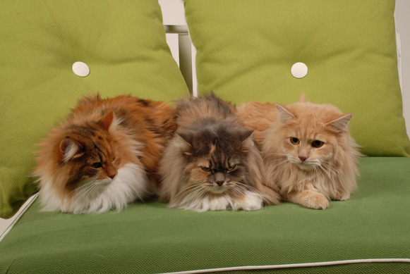 chats sibériens - les Tsars de Foncourt